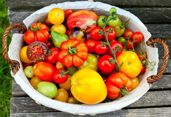 colorful tomatoes in basket