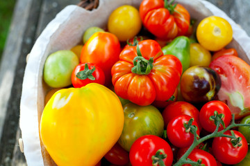 colorful tomatoes in basket
