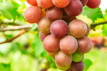 Ripe grapes in the vineyard,in the autumn season