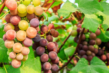 Ripe grapes in the vineyard,in the autumn season