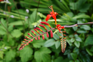 Red flower spike of crocosmia