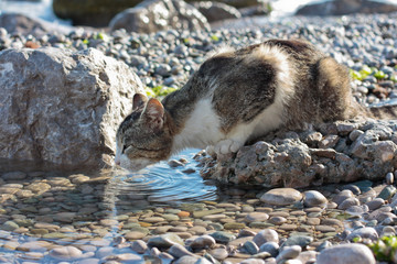 Кошка пьет воду из лужи на галечном пляже
