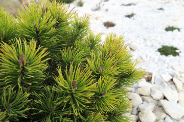 Golden pine (Pinus mugo "Ophir") in the rock garden
