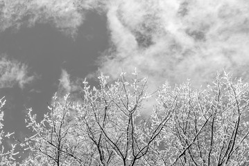 Winter tree background. Tree branches background. Winter forest landscape. Winter nature. White cloudy sky. Black and white. Falling snow. Minimal design and art. Minimalism art design.