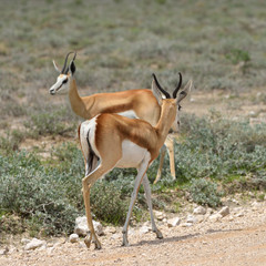 Naklejka na ściany i meble Antelopes springbok, Etosha, Namibia