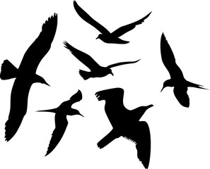 Silhouettes of flying seagulls