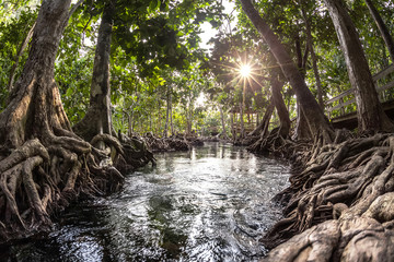 Mangrove trees in a peat swamp forest and a river with clear water. Tha Pom canal, Krabi province, Thailand - obrazy, fototapety, plakaty