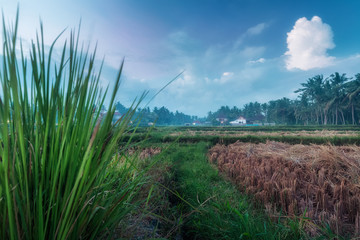 Rice field with building on the background. Ubud, Bali, Indonesia