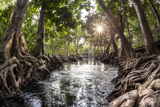 Mangrove trees in a peat swamp forest and a river with clear water. Tha Pom canal, Krabi province, Thailand
