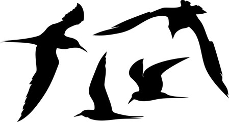 Obraz premium Silhouettes of flying seagulls
