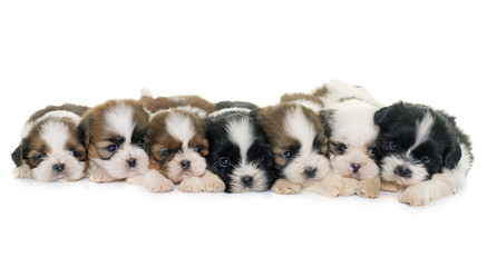 puppies shih tzu © cynoclub
