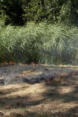 Fotobehang natuurbrand in gemaaid gras en riet © monicaclick