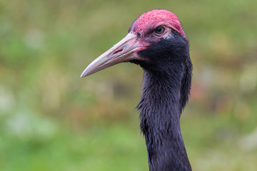 Black-necked crane