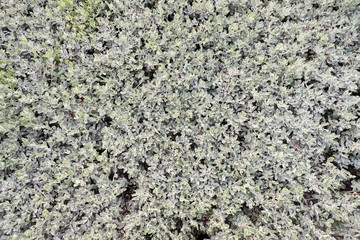 seed background