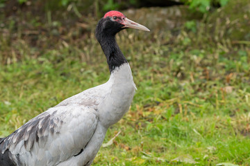 Naklejka premium Black-necked crane
