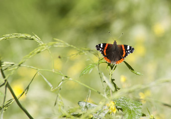 Fototapeta na wymiar vlinder Vanessa atalanta in vlindertuin
