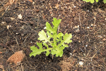 Young green oak lettuce hydroponic vegetable, young sprout planting in soil.
