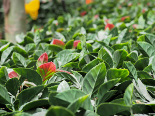 Decorative leaves with beautiful sun light (shallow focus depth