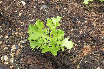 Young green oak lettuce hydroponic vegetable, young sprout planting in soil.