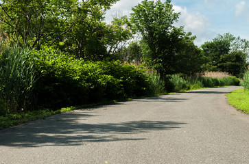 Long path. Long tree pathway. Tall trees. Light and shadow. Sunny day. Blue sky background. Cement path. Long road. Vanishing point. Inspirational. Park path. Summer day. Shadows on floor. 