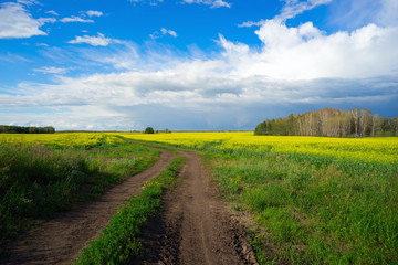 The road between the yellow fields of blooming rapeseed .