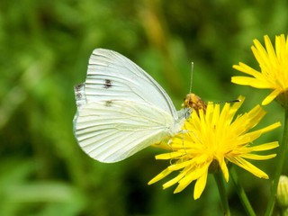 White butterfly on dandelion