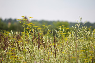 Obraz premium Луговые травы на фоне леса и неба