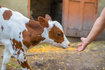 newborn calf in the village © pelinoleg