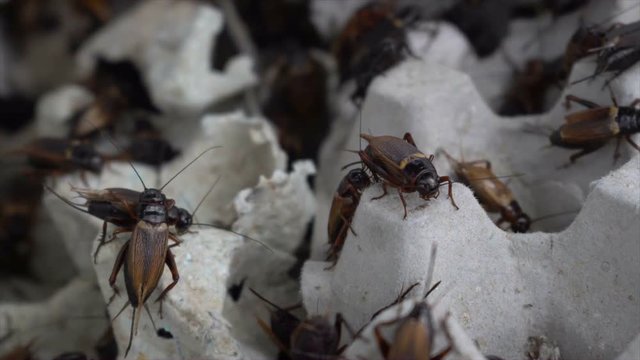 crickets in industrial farm
