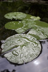  Lily Pad in the rain