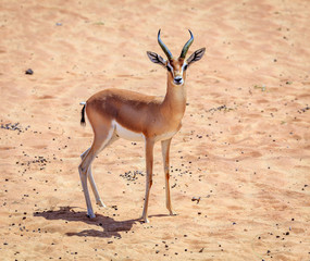 Arabian Gazelle