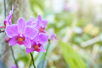 Purple orchids in a tropical forest