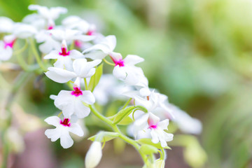 Purple orchids in a tropical forest