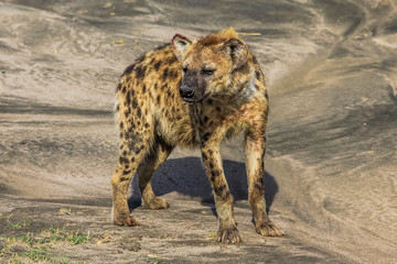 hyena standing on the ground in Ndutu. Ndutu area is situated in the South-eastern part of the Serengeti ecosystem, Tanzania, Africa.