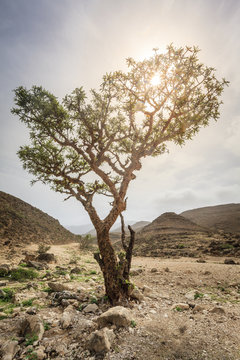 Frankincense Tree