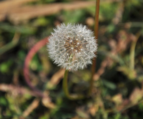 common dandelion(Taraxacum officinale) © bobycici