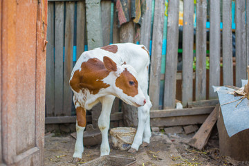 newborn calf in the village