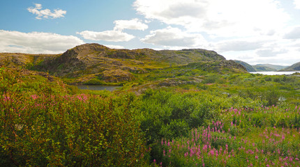 Tundra in the north of Russia. Panorama