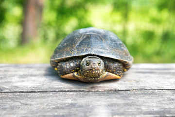 Big turtle on old wooden desk