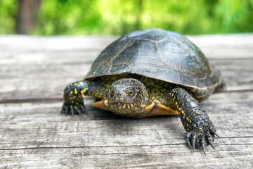  Big turtle on old wooden desk