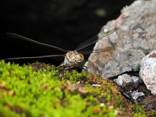 dragonfly on the rocks