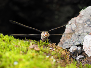 dragonfly on the rocks