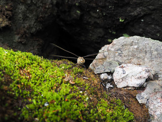 dragonfly on the rocks