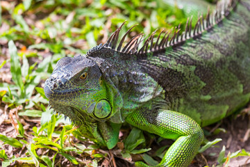 iguana.