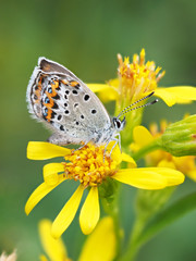 copper-butterfly on goldenrod