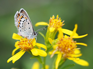 copper-butterfly on goldenrod