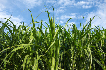 Obraz premium Sugar cane