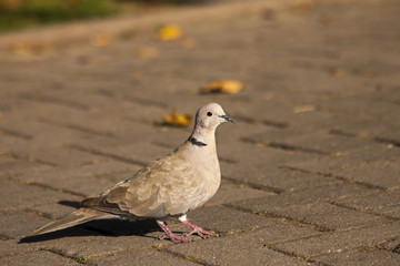 Pigeon on pavement, close up, isolated
