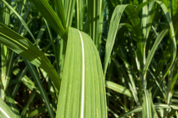 Obraz premium sugar cane leaf
