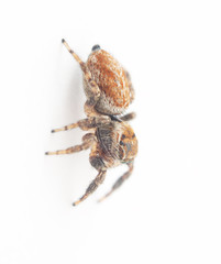 jumping spider on a white background